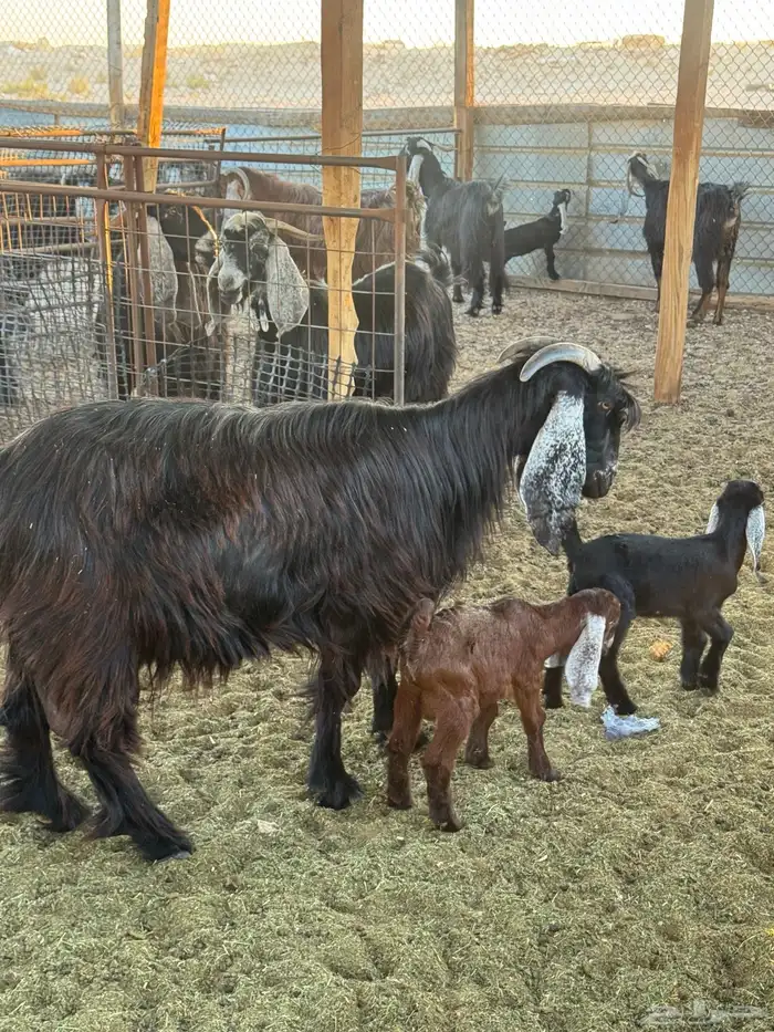 عنز متاومه 2