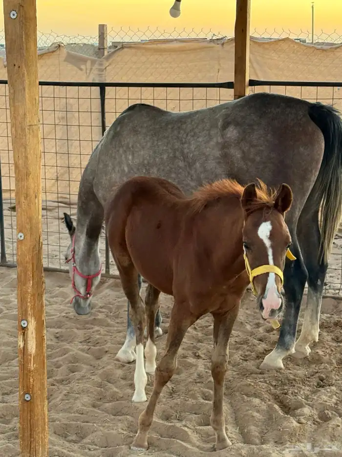 فرس ولدها للبيع ب (10) 1