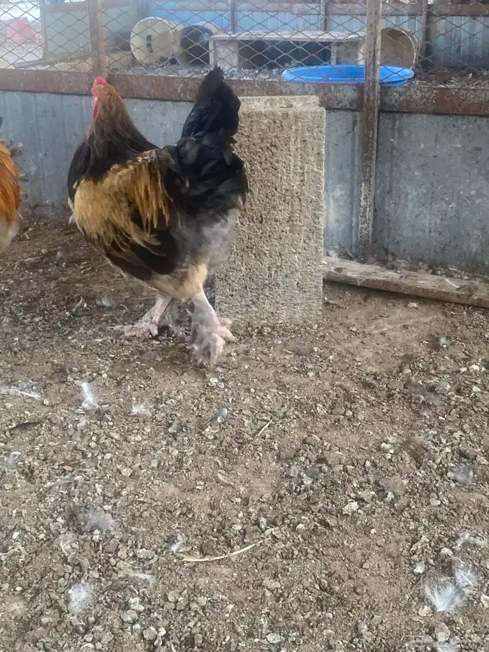 ديوك للبيع 6