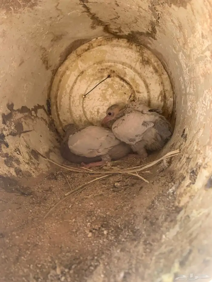 البيع حمام سلفر سوبر جانبو 6