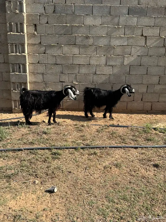 معزا للبيع 3