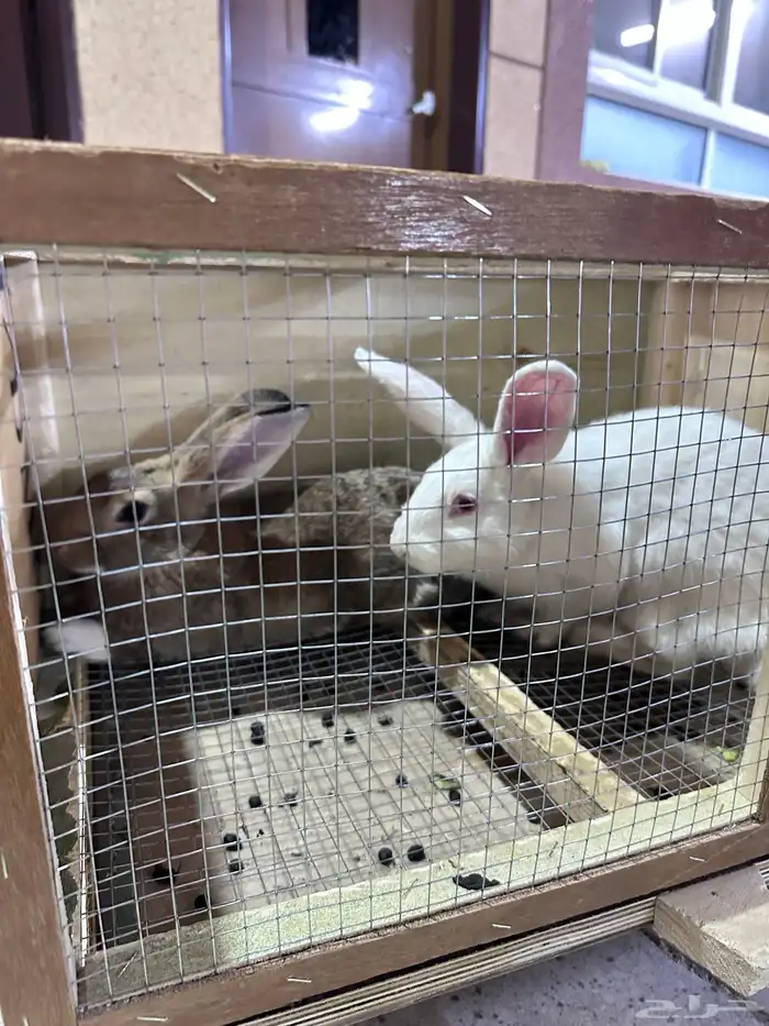 ارانب بلدي جوز 10