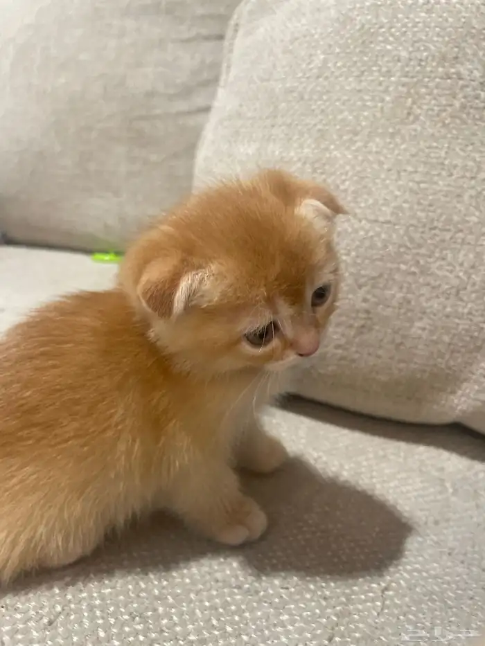 قط سكوتش شهرين 0