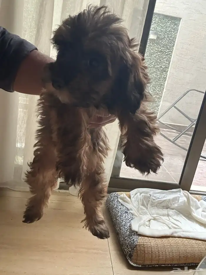 puppy 2 months only - جرو كلب للبيع 2