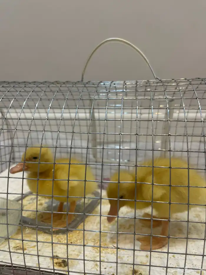 بط حبتين مع القفص والاكل 2