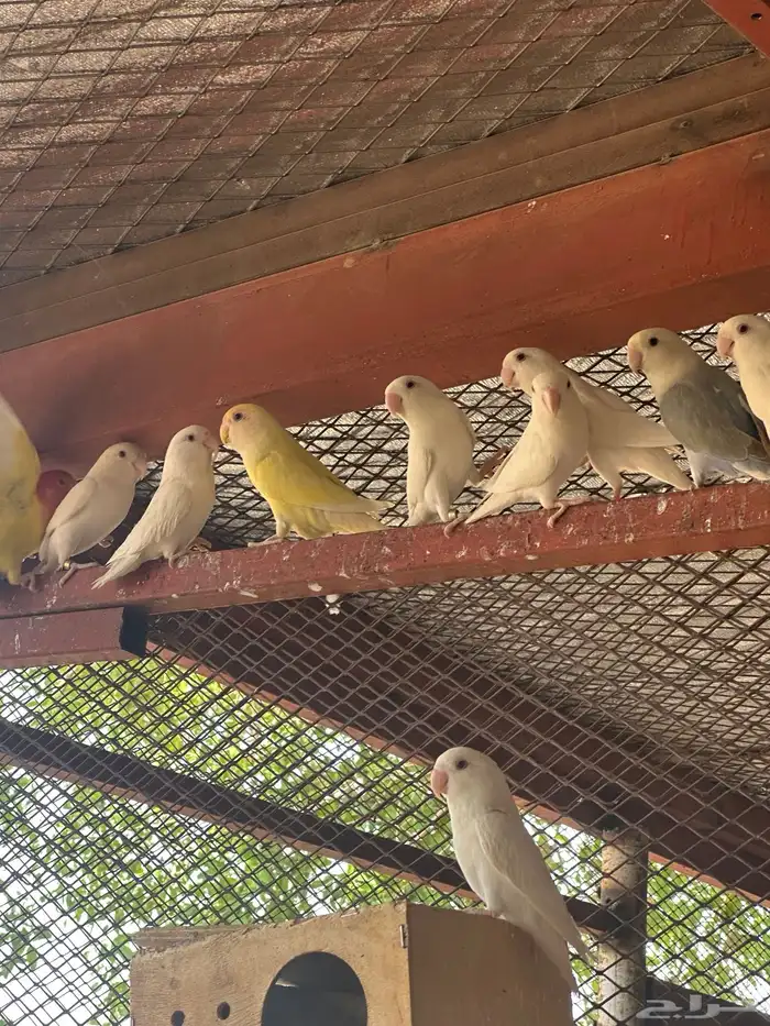 روز عيون حمر منتج 4