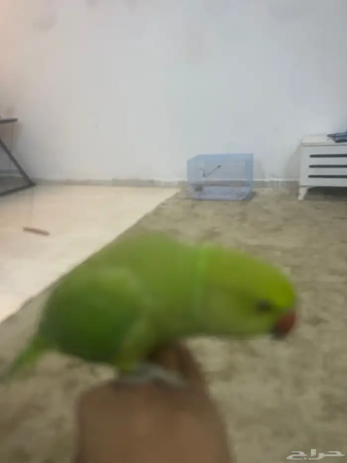 ببغاء دره أليف 2