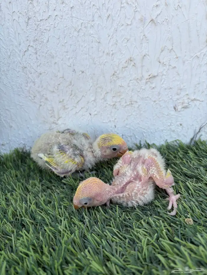 فروخ روز تم البيع 1