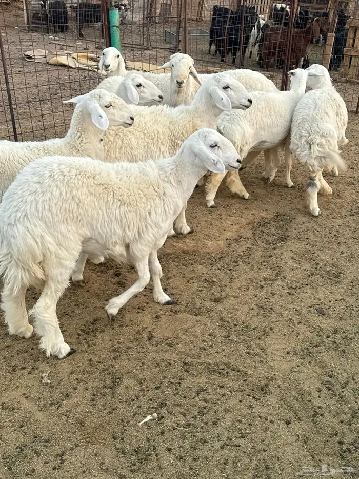 رخال جذعات للبيع 3