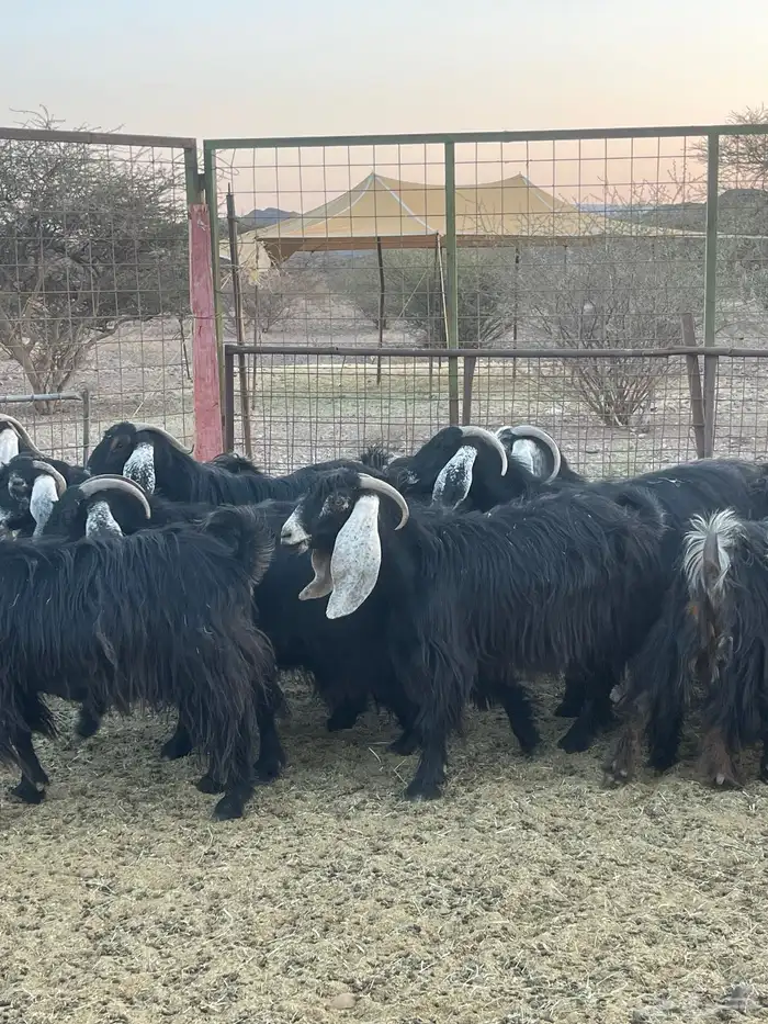 معزا ( تم البيع ) 4