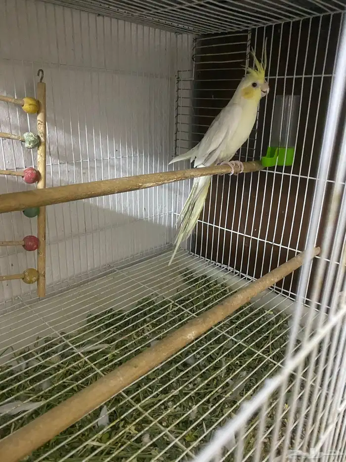 عاجل جوز كروان 1