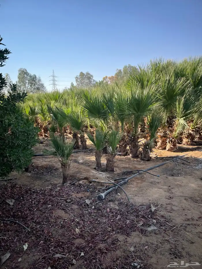 واشنطوني متفاوت الاطوال 0