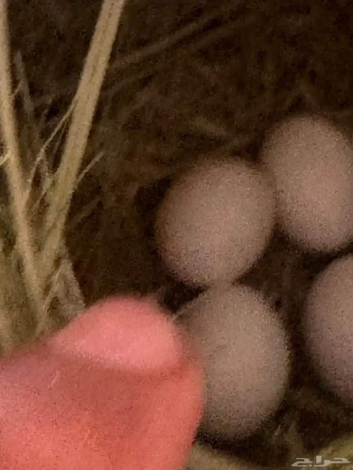 روز عيون حمر منتج 5