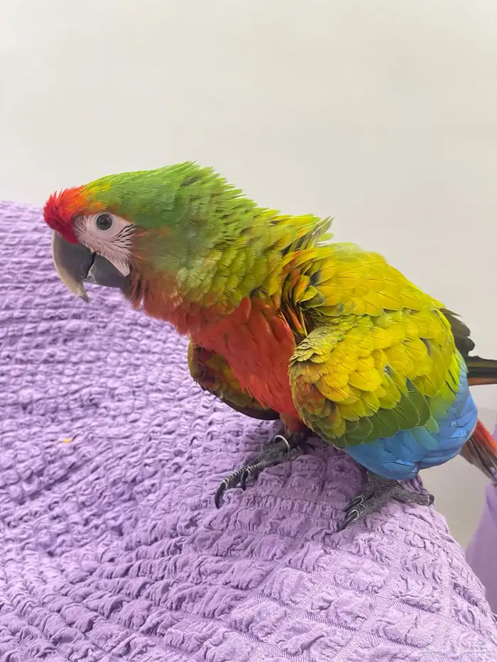 فرخ مكاو شامروخ 2