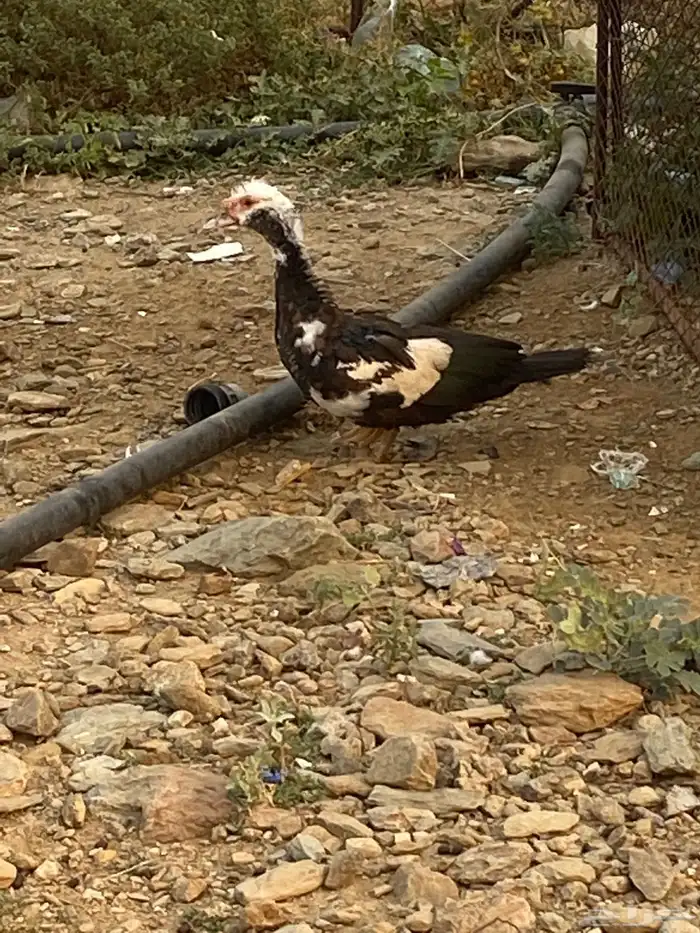 للبيع بط انثى 0