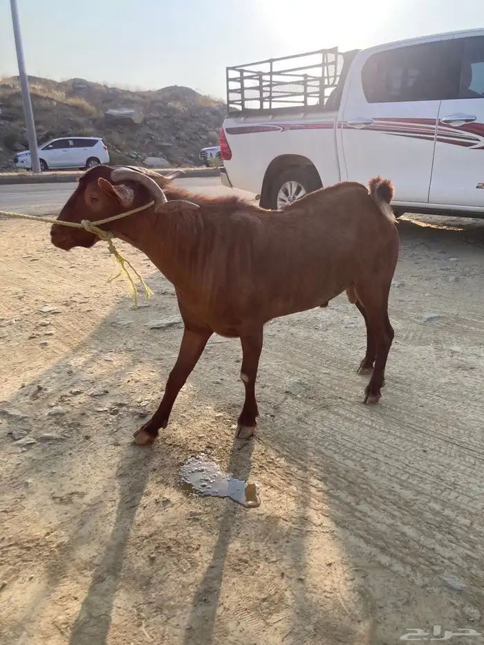 تيس فحل حار 0