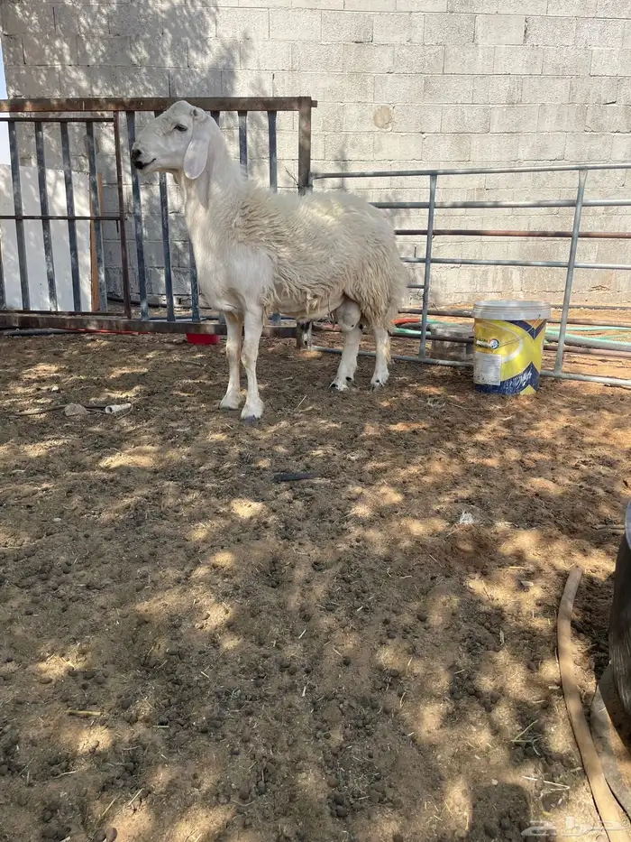 جذع حري وشاة دافع 0