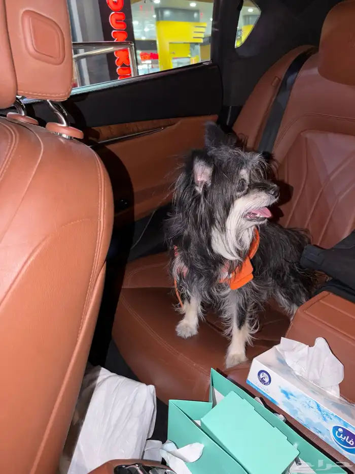 كلبه للتبني 2