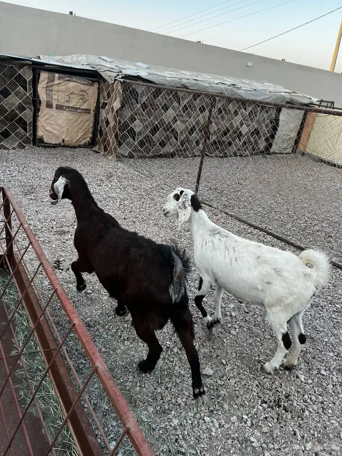 السلام عليكم ورحمة وبركاته 0