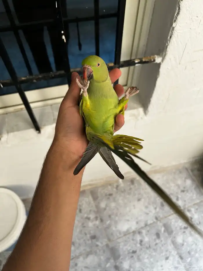 انثى دره اليفه و هدد مزاجي و متكلمه في الوجه 3