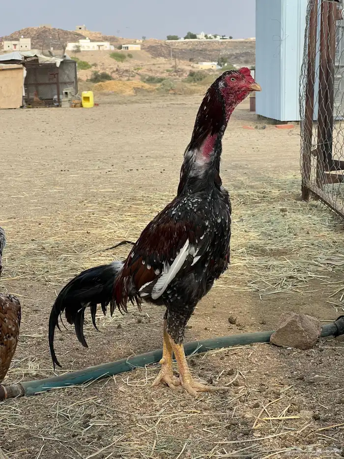 ديك سندي للبيع 0