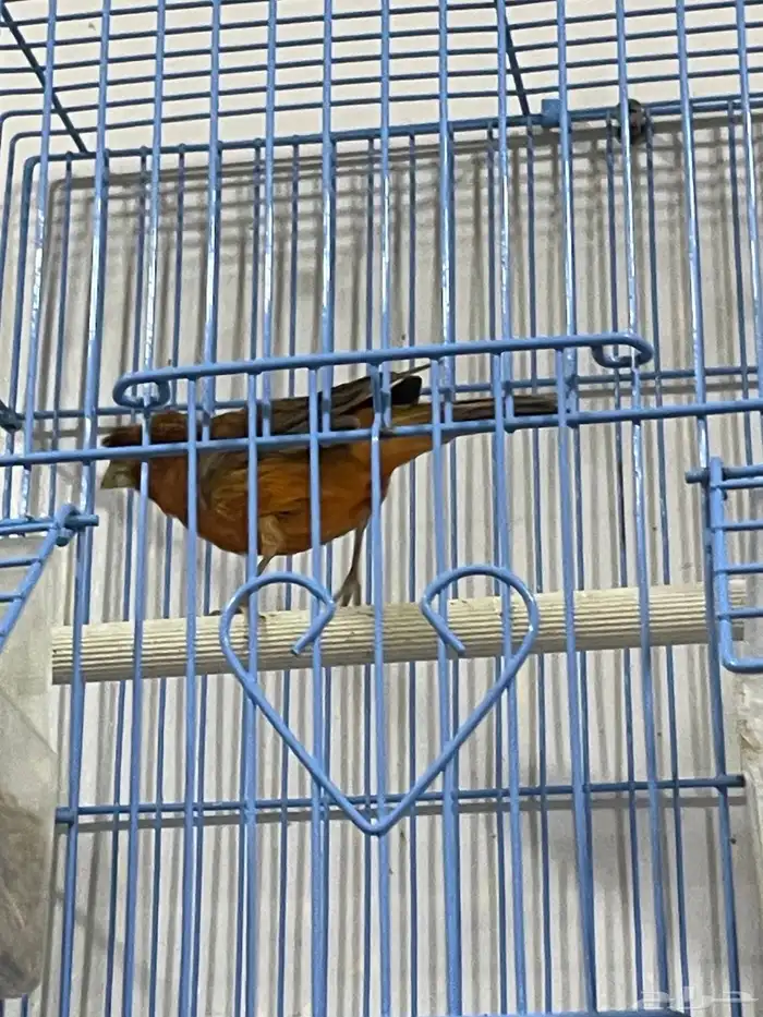 كناري سوري لون احمر ناري حجم طيب 2