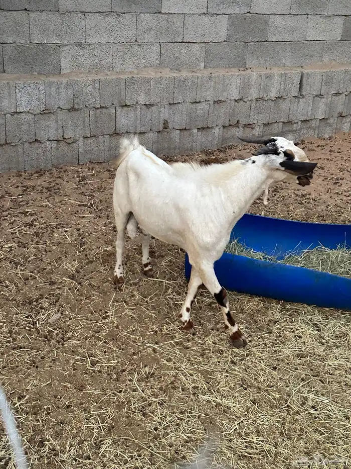 للبيع تيس فحل بيشي للتواصل واتس 0