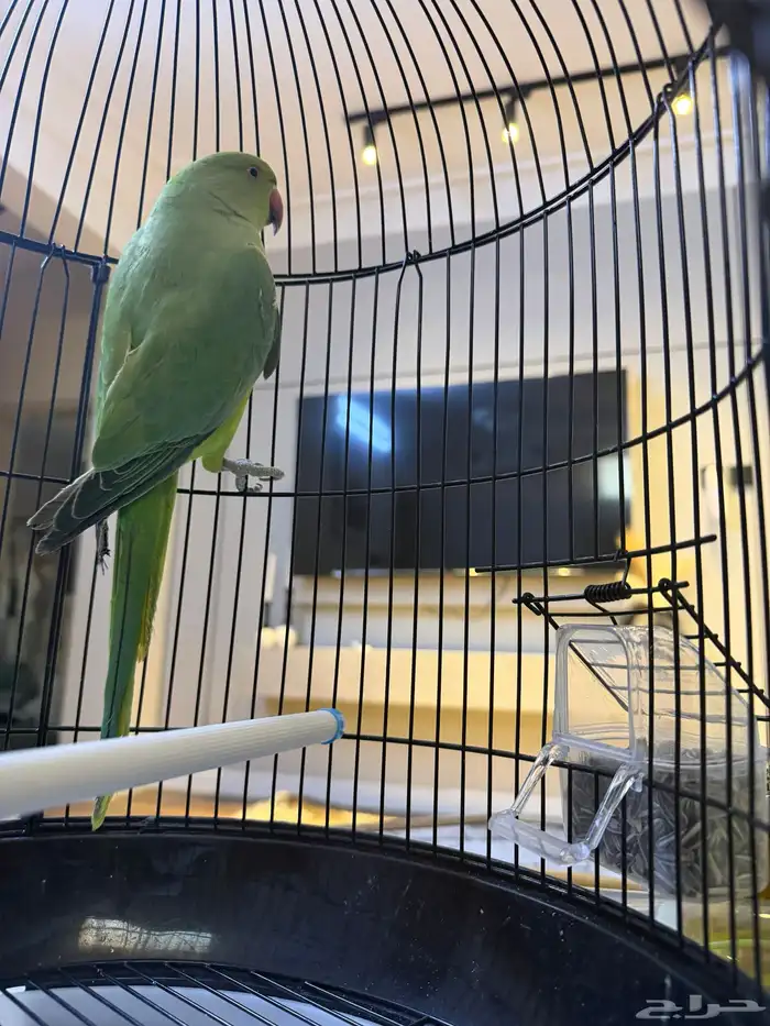 طير دره نظيف وصحته ممتازة للبيع 1