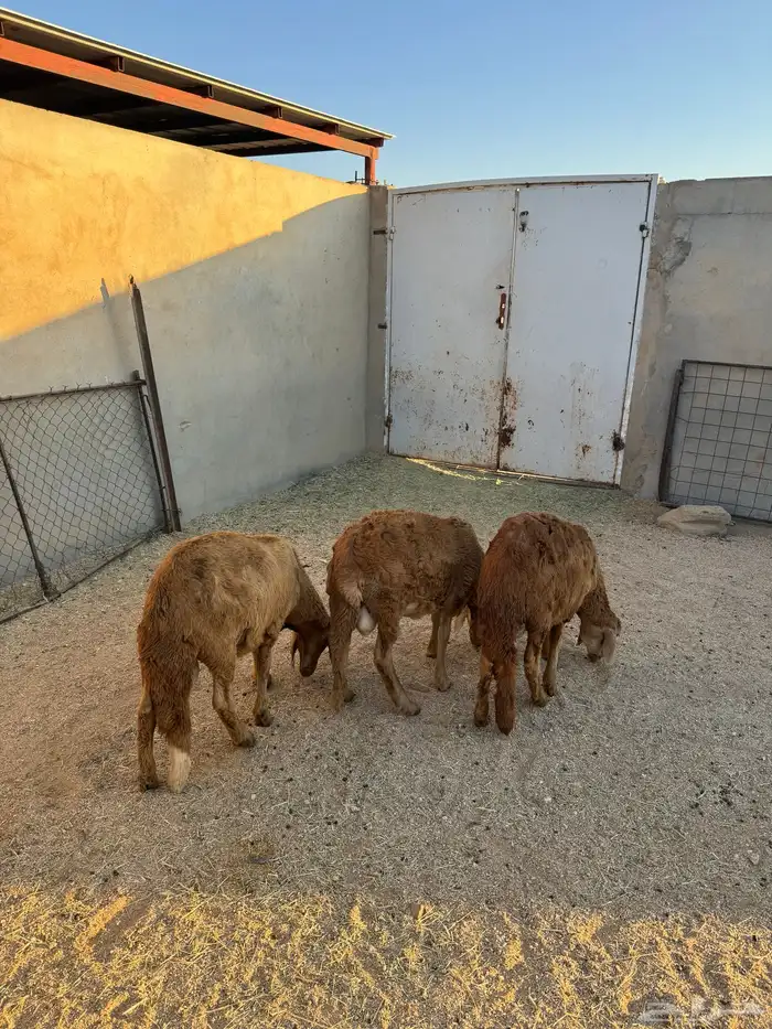 3- سواكن مرابي 3 شهور جذعان 2