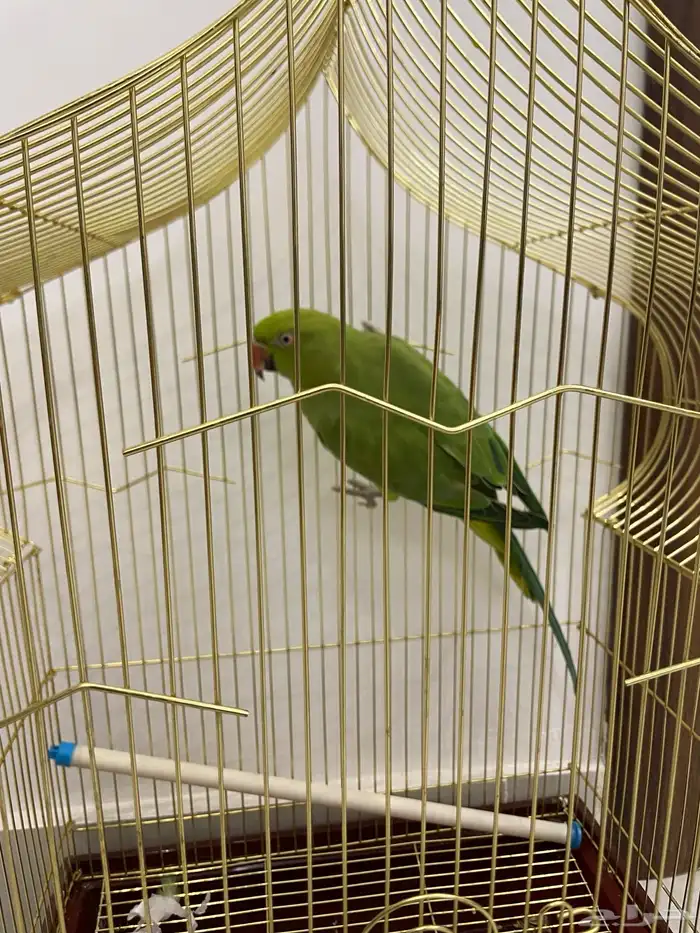 بغباء كروان و الدره 2