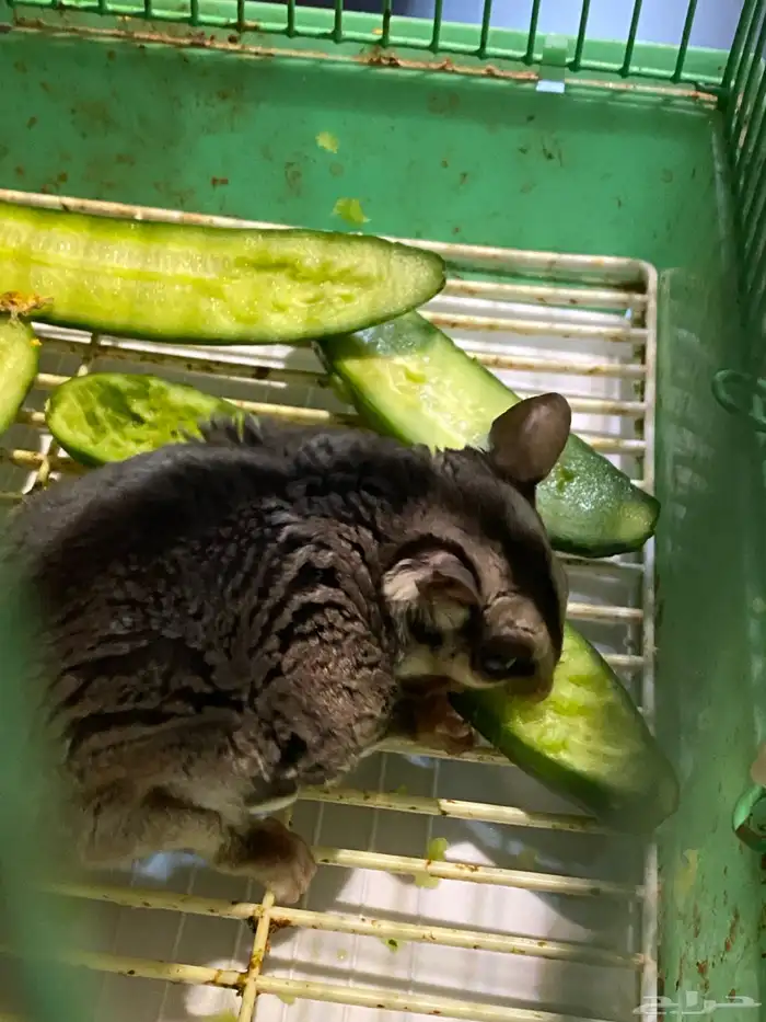 سنجاب الطائر 2