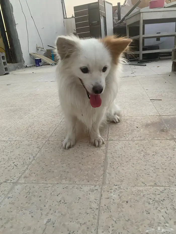 كلب مطيع نظيف بجوازه للبيع 4