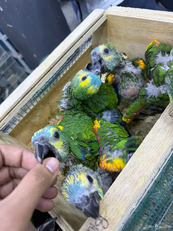 كاسكو - قالا - اكلكتوس - بلوفرنتد - صن كنيور 5