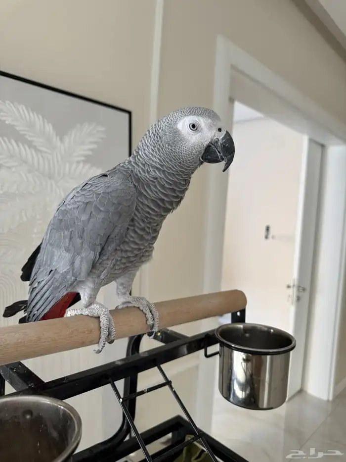 كاسكو إفريقي سوبر جامبو أليف متكلم ومعه 3 أقفاص 3