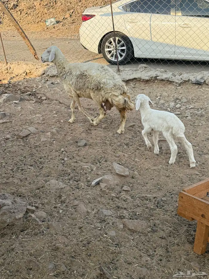 نعجه حريه يتبعها رخل 1