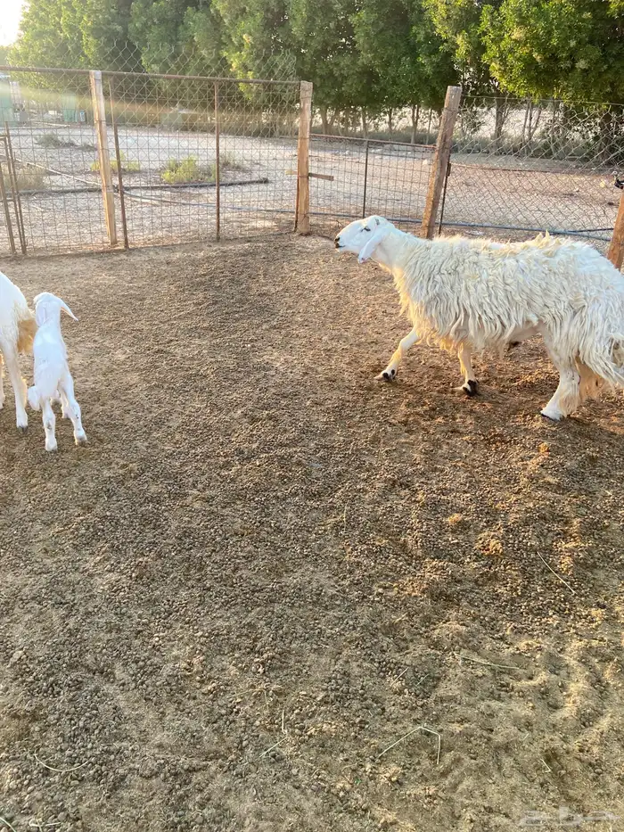 خروف حري فحل شرط القريع 1