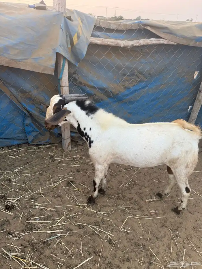 تيس جدعي طيب صوره ثانيه لي معه اخته توم ولايسة لابيع 2