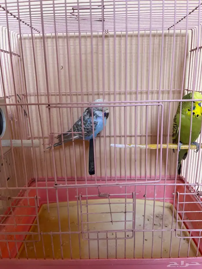 زوج بادجي انقليزي-انجليزي 0