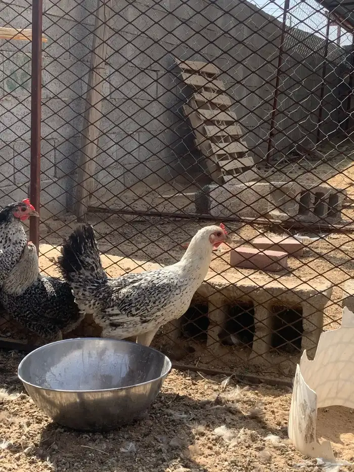 سلام عليكم عندي ثلاث داجاجات للبيع العمر تقريبا 7 الى 9 1