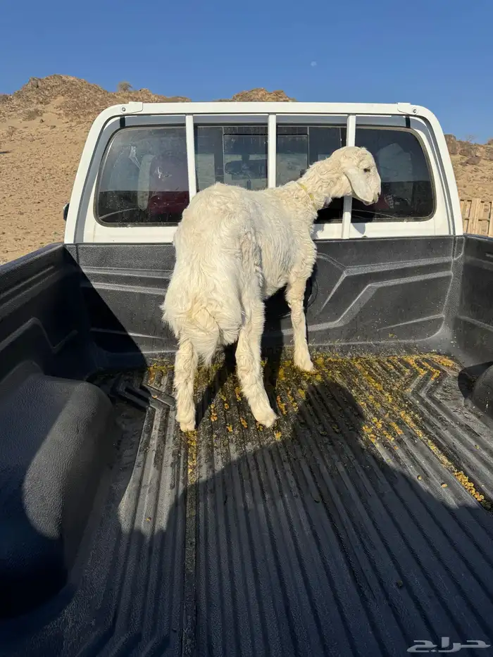 طلي للبيع الموقع بيشة 3