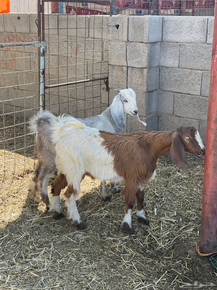 بهم حري وتيوس 25