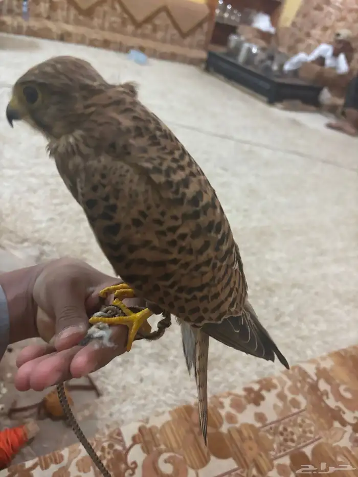 بأشق للبيع مدرب 0