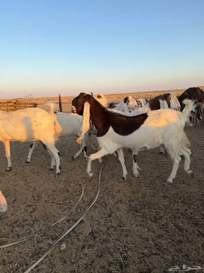 معزاء هولنديات 17