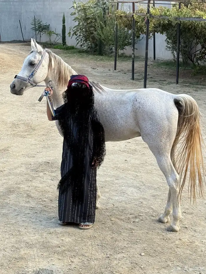 حصان البيع 3