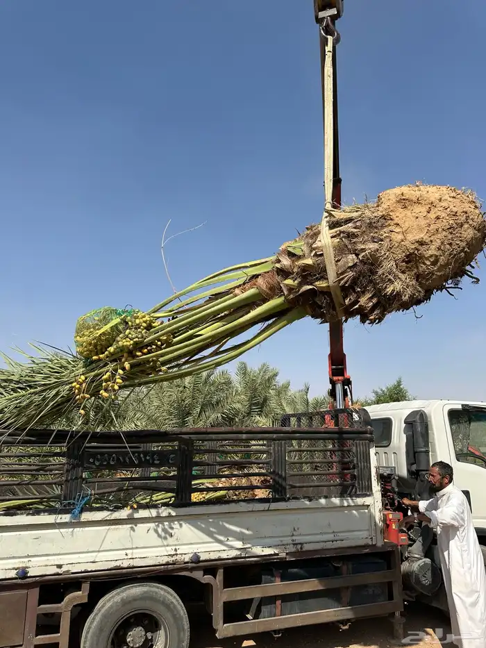 توريد وتركيب نخل لجميع المناطق مثمر 4