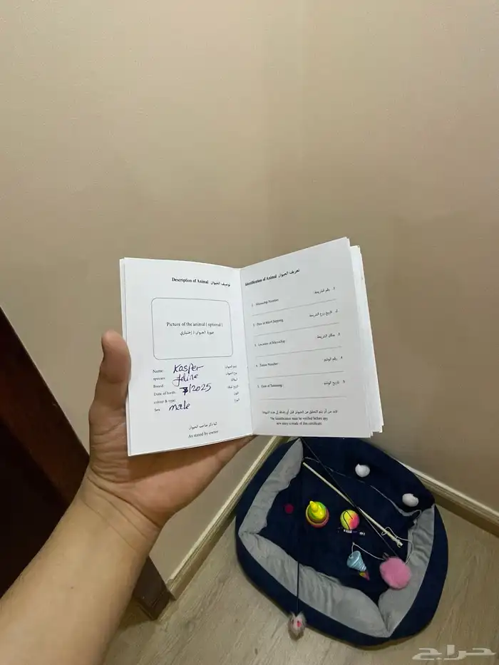 قط اورنج كات شيرازي للبيع مع جميع اغراضه 9