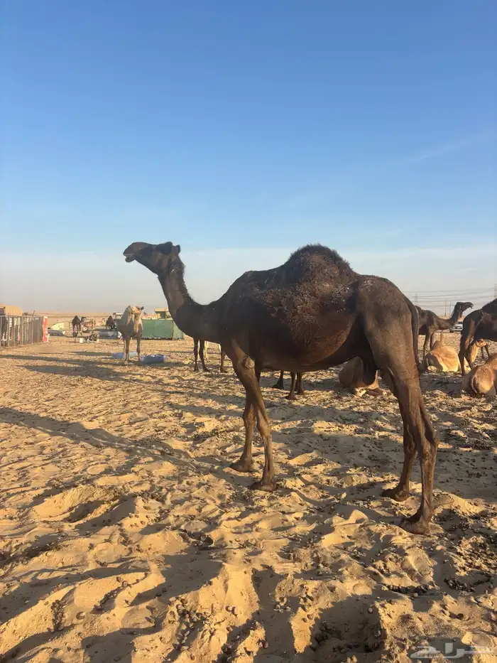 للبيع ناقه لقحه 0