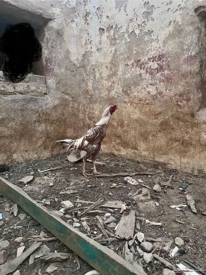 ديك باكستاني 0