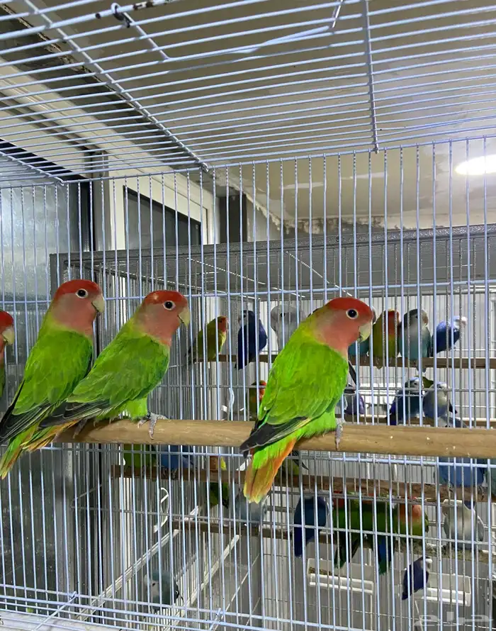 للبيع 3 اناث روز قرين رد اوبلاين 0