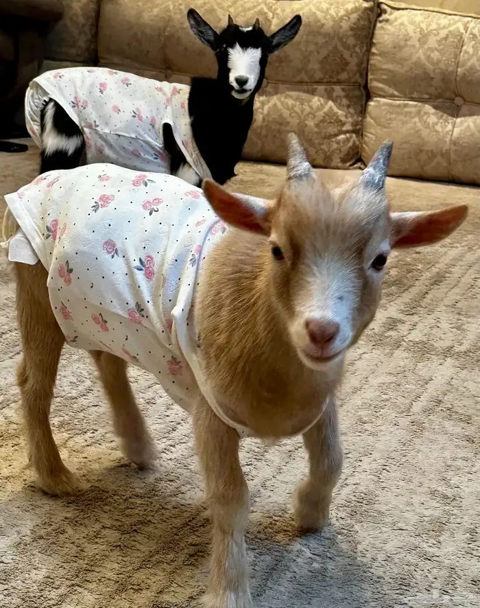 ماعز قزمي للبيع مع جميع الاغراض الشخصيه 2